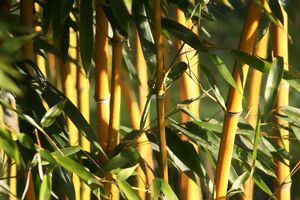 Bambus Triebe