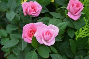 Rosen pink