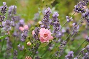 Rosen und Lavendel