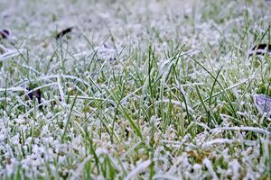 Rasen bei Frost