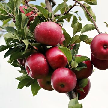 Apfelbaum-Ratgeber