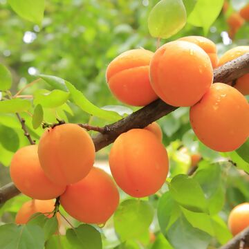 Aprikosenbaum-Ratgeber