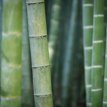 Bambus pflanzen - so gehts
