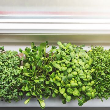 Pflanzenanzucht auf der Fensterbank - so wirds gemacht