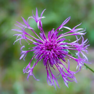 Flockenblume Centaurea