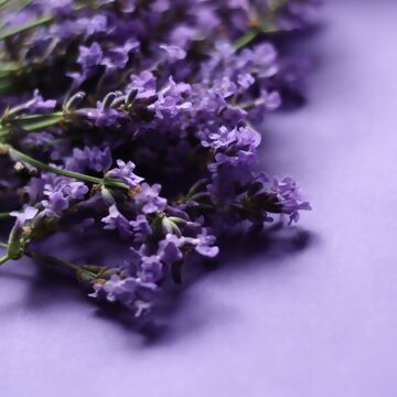 Lavendel schneiden - so geht es richtig