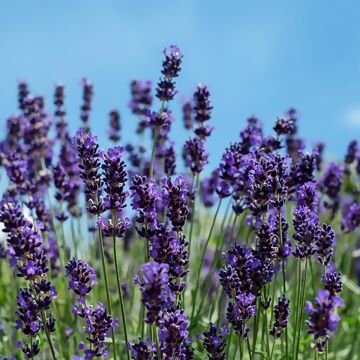 Lavendel-Ratgeber