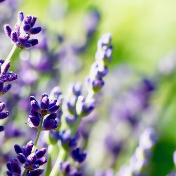 Tolle Ideen für die Gartengestaltung mit Lavendel