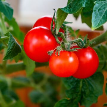 Tomaten-Ratgeber
