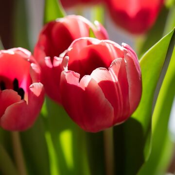 Tulpen-Ratgeber