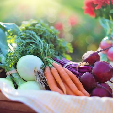 Gemüse anpflanzen - unser Einsteiger-Guide