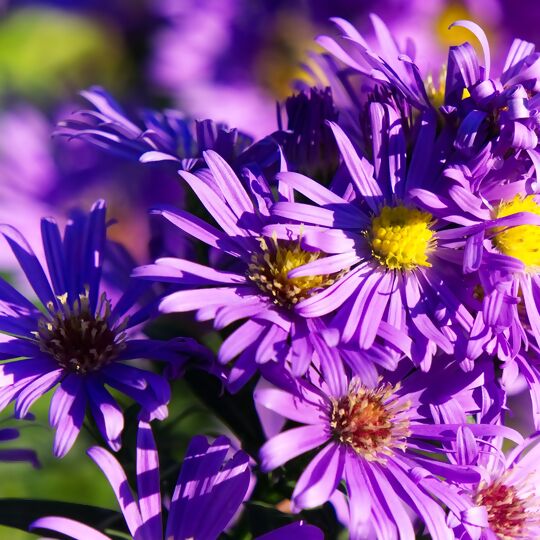 Aster in Lila