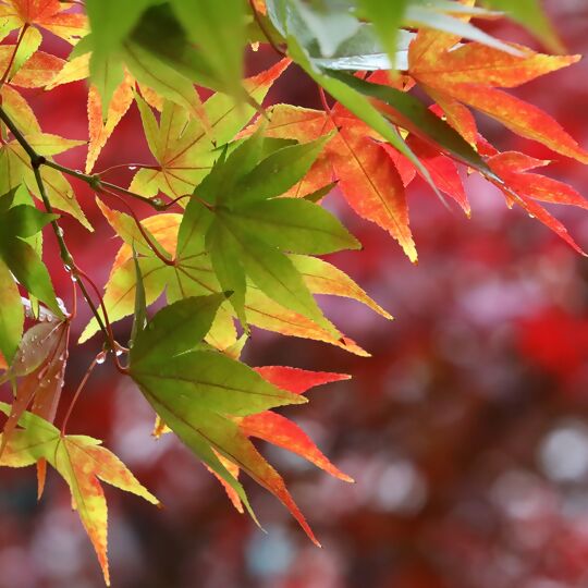 Herbstfarben Amberbaum
