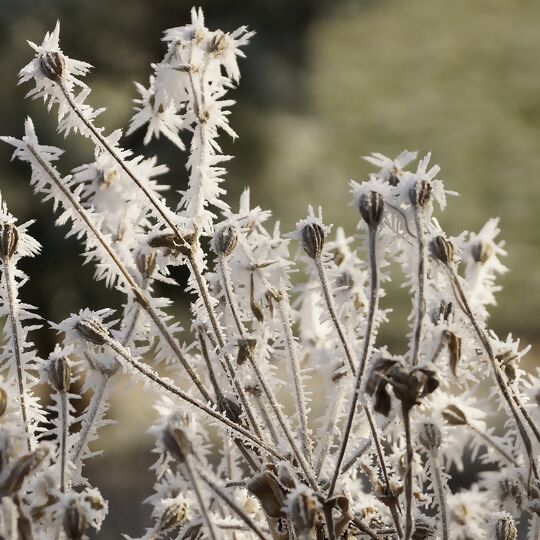 Winter Pflanzen Raureif Eis