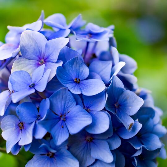 Hortensienblüte blau