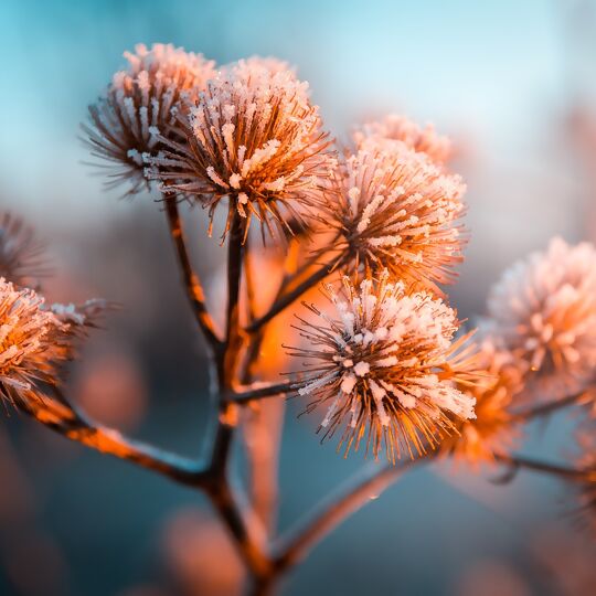 Blütenstände Frost