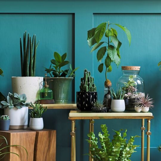Viele Zimmerpflanzen auf Hockern und Tischen vor einer petrolfarbenen Wand
