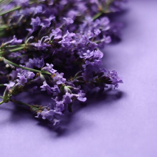 Lavendel geschnitten