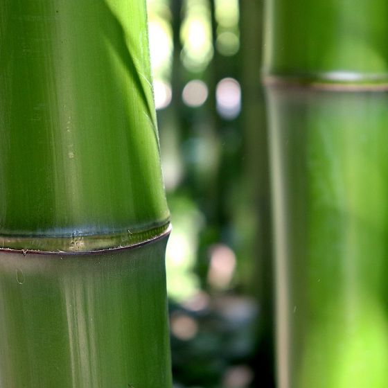Bambus Nahaufnahme Halm