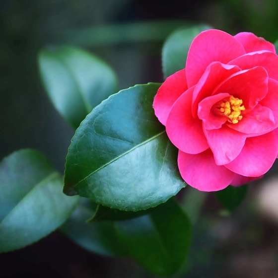 japanese-camellia-5038171_1920.jpg