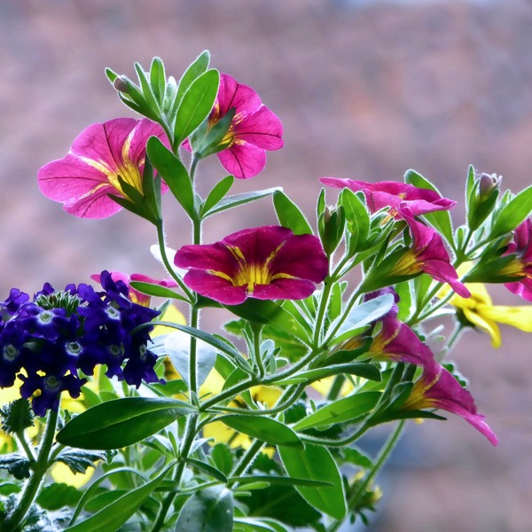 Balkonpflanzen & Sommerblumen - unsere Pflanztipps