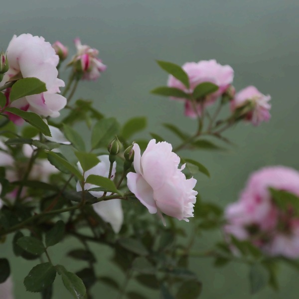 4 Rosenarten, die Ihren Garten verzaubern werden