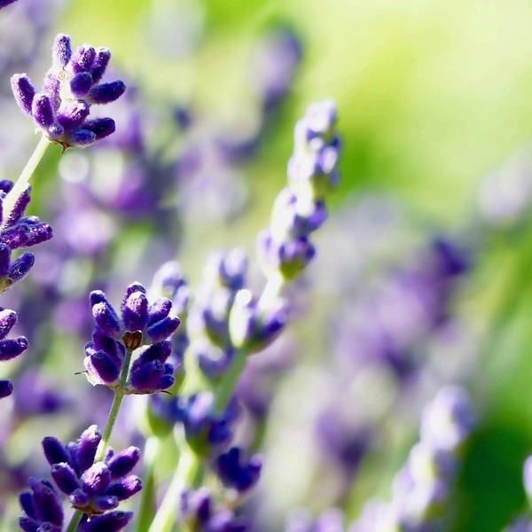 Tolle Ideen für die Gartengestaltung mit Lavendel