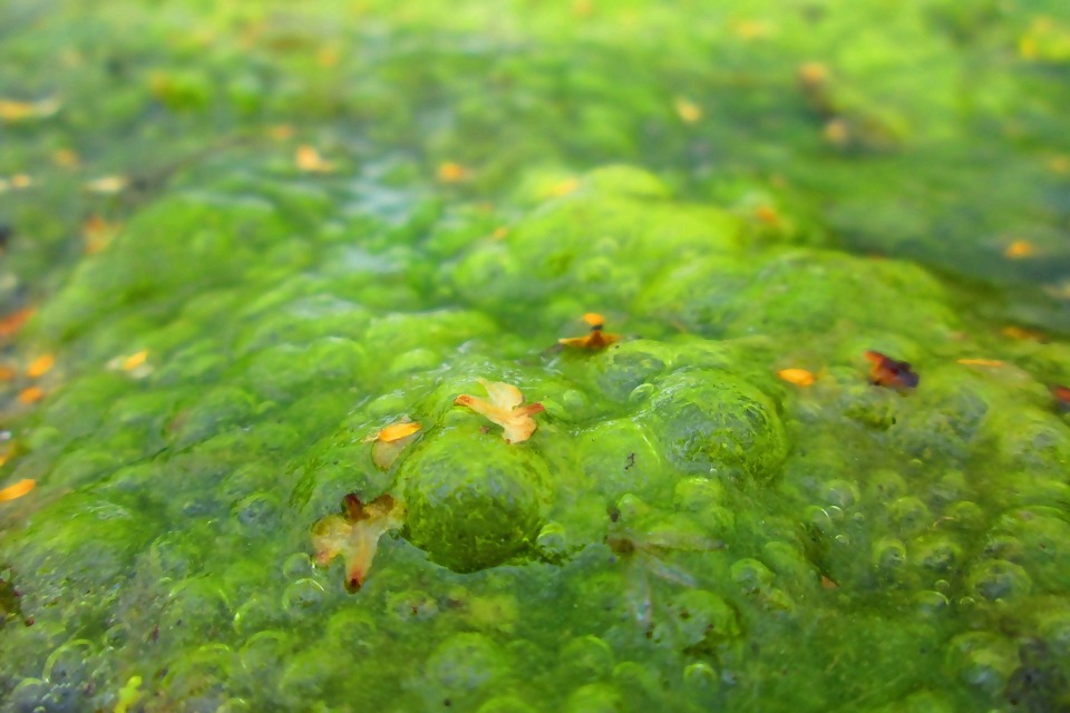 algae-1578953_1920.jpg