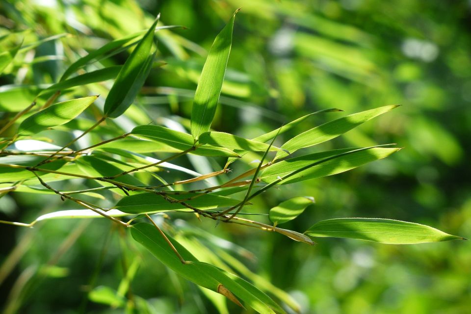 bamboo-167282_1920_1.jpg