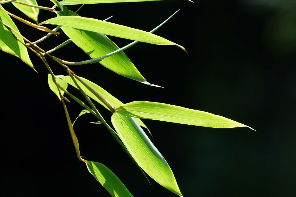 bamboo-167285_1920.jpg