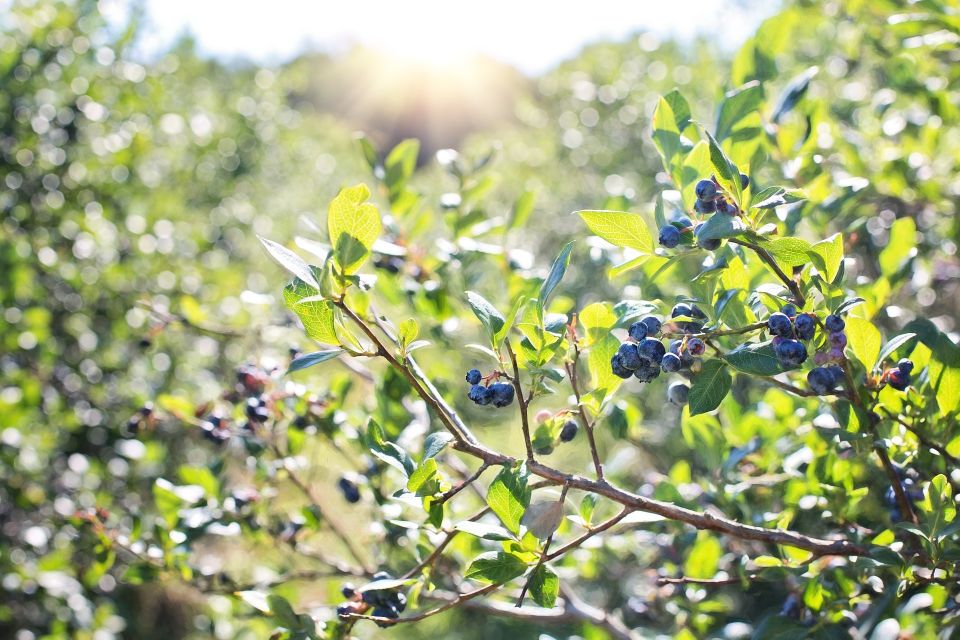 blueberries-1576403_1920.jpg