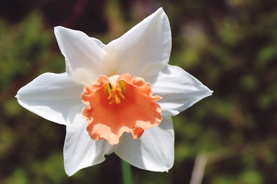 daffodil-1322377_1920.jpg