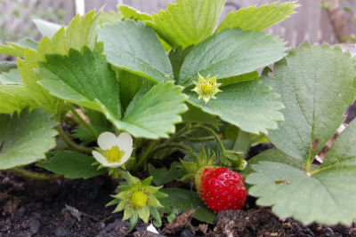 Erdbeerpflanze mit einer reifen Erdbeeren