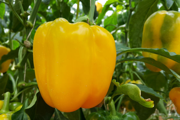 Gelbe Früchte an einer Paprikapflanze