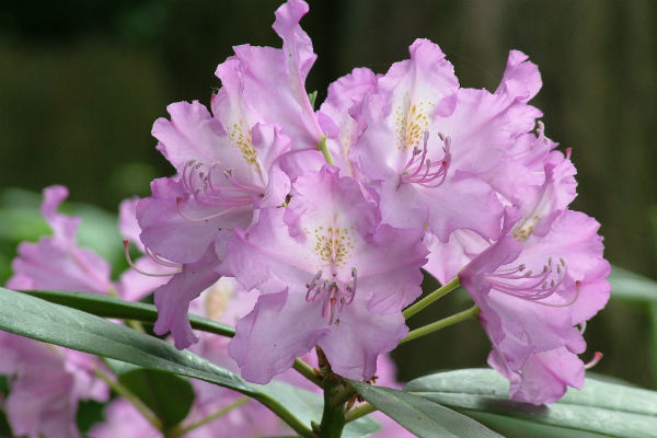 Rhododendron Blüte Lila