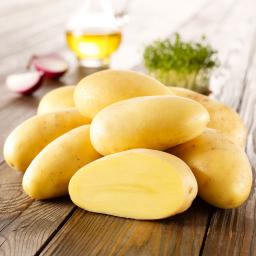 Kartoffel Cilena, 10 Stück 
