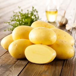 Kartoffel Agria, 10 Stück 