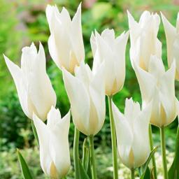 Tulpe White Triumphator 