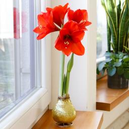 Amaryllis Wax, Touch of Magic Gold 
