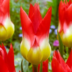 Tulpe Flames Mystery 