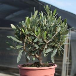 Mediterraner Mini-Olivenbusch, im ca. 14 cm-Topf 