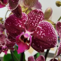 Violette Schmetterlings-Orchidee, im ca. 12 cm-Topf 