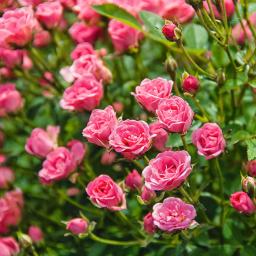 Mini-Rose Lilly Rose™ WONDER5, im ca. 12 cm-Topf 