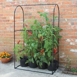 Tomaten-Wachstums-Rahmen 