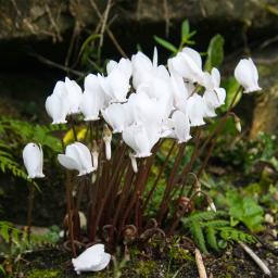 Vorfrühlings-Alpenveilchen, weiß, im ca. 9 cm-Topf 