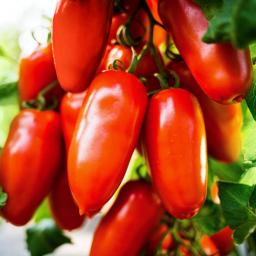 Tomatenpflanze San Marzano Tomate Tuma® Red, veredelt, im ca. 12 cm-Topf 