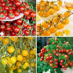 Sortiment Bunte Cherry-Tomatenpflanzen, 4 Stück 