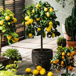 Zimmerpflanze Zitronen Stamm 