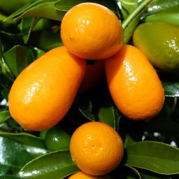 Zimmerpflanze Kumquat Stamm 