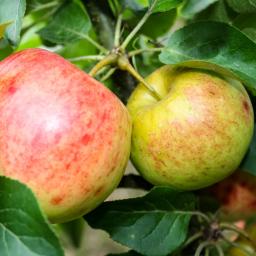 Zwergobst Apfel Galina, im ca. 26 cm-Topf 